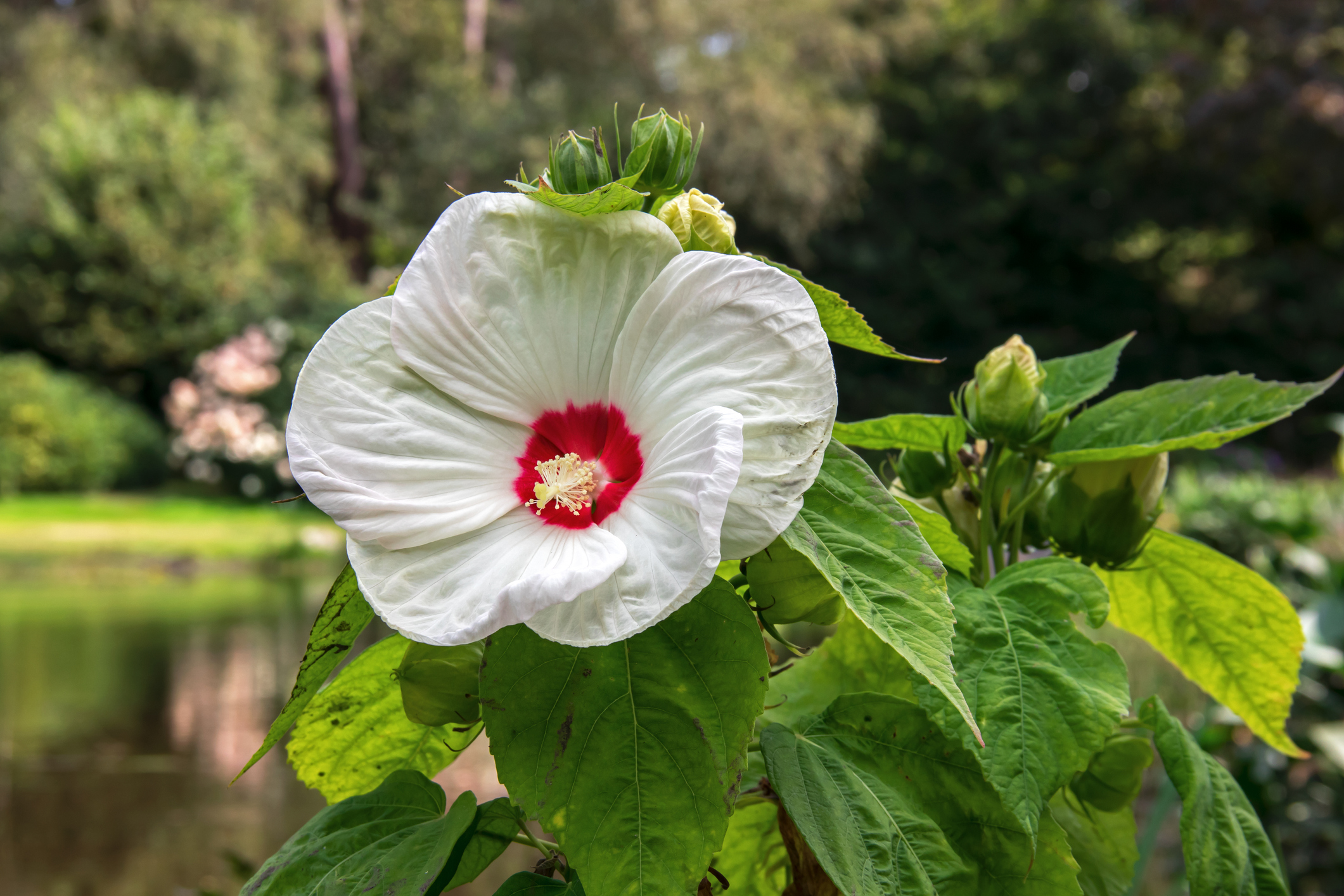 Soode hibiskus (Hibiscus moscheutos)