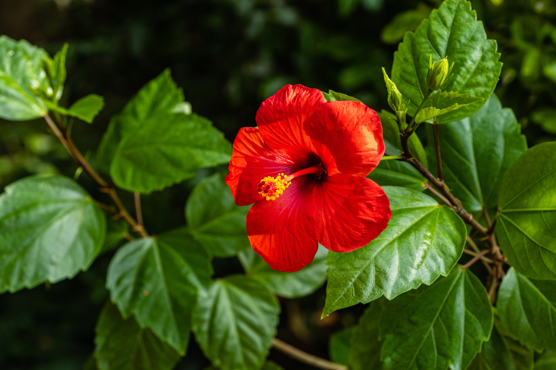 Hibiscus rosa-sinensis - hiina roos - hiina roos