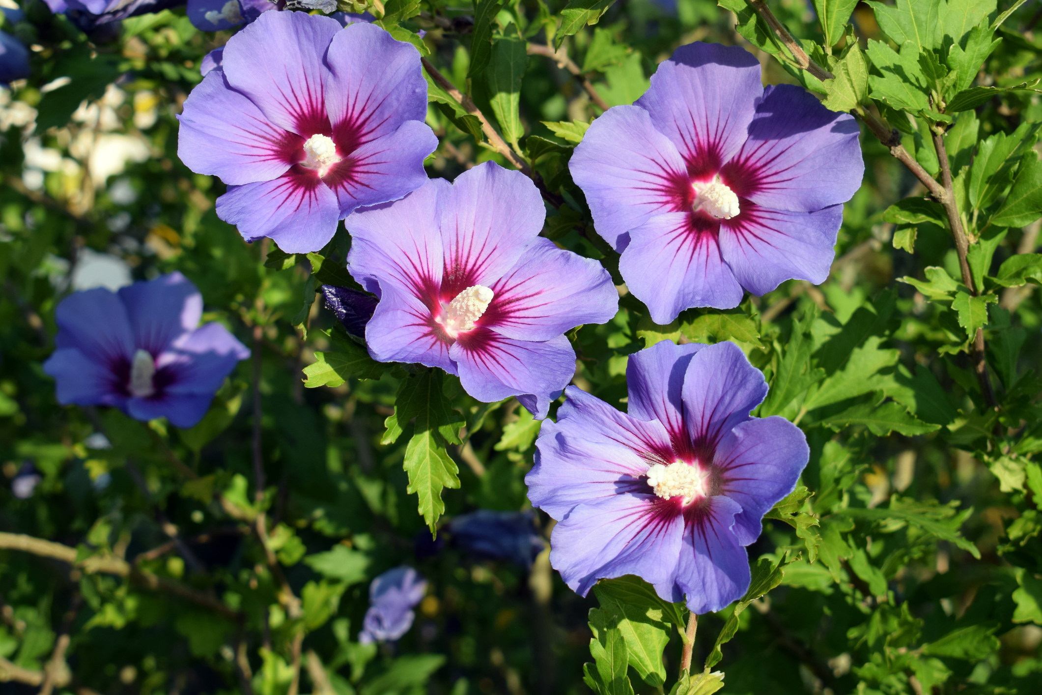 Süüria hibiskus (Hibiscus syriacus)