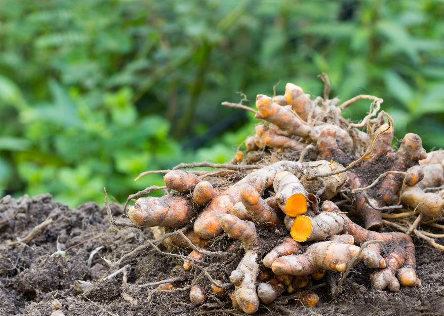 Curcuma longa risoomid (juured)