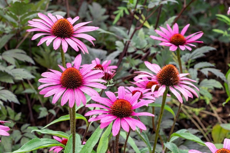 Taim Echinacea purpurea