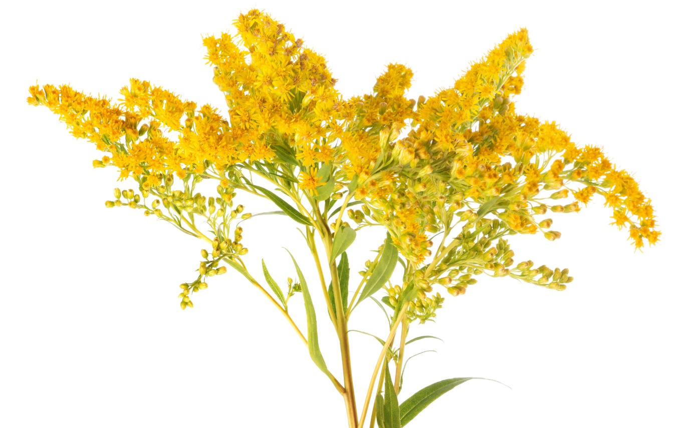 Solidago virgaurea - kuldking