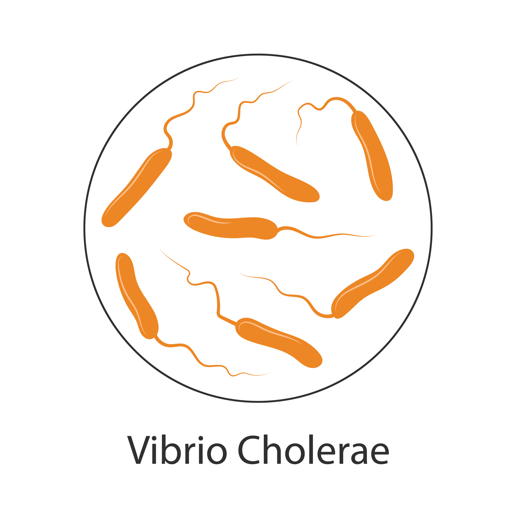 Koolera bakterid Vibrio cholerae