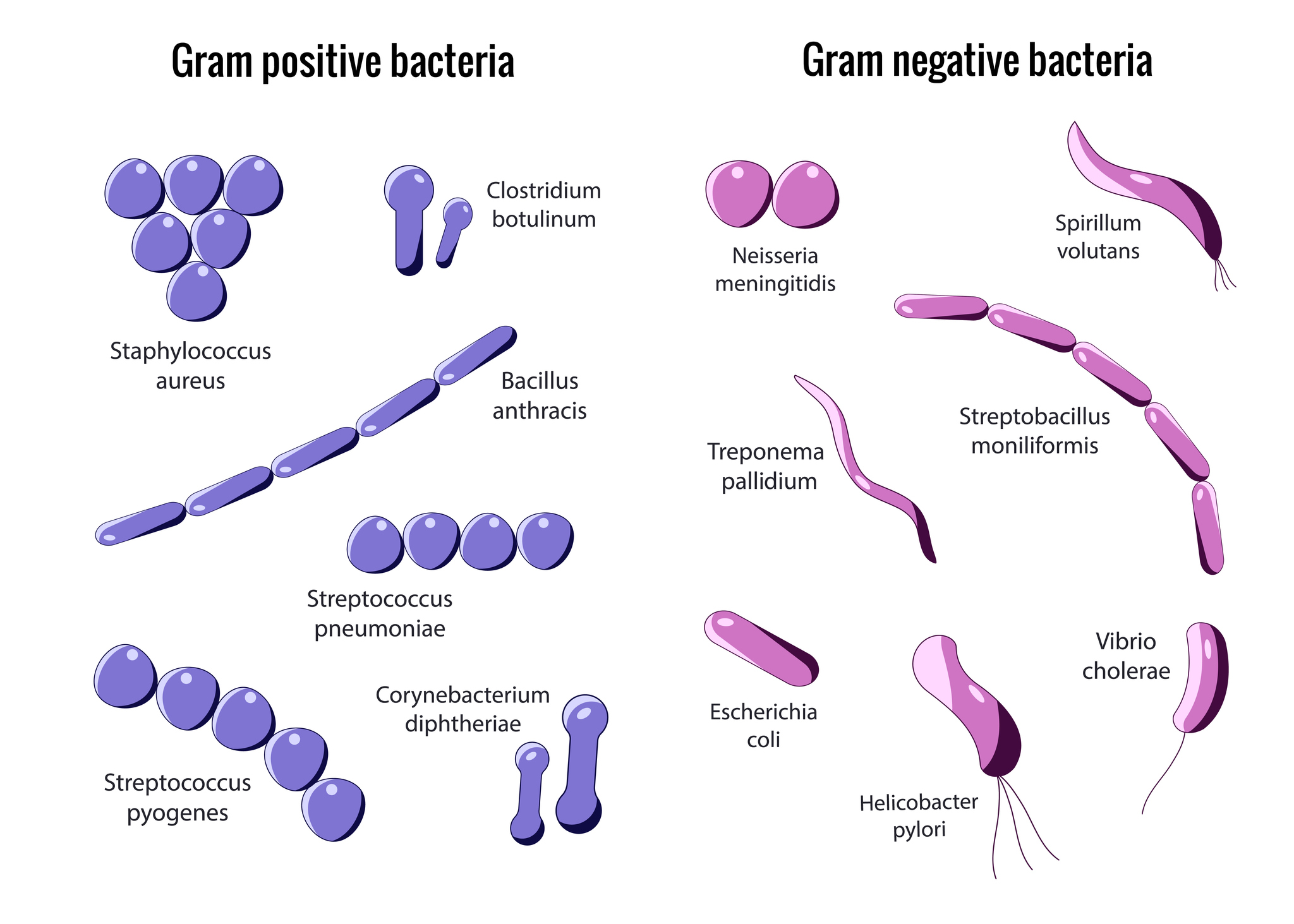 Grampositiivsete ja gramnegatiivsete bakterite jagunemine