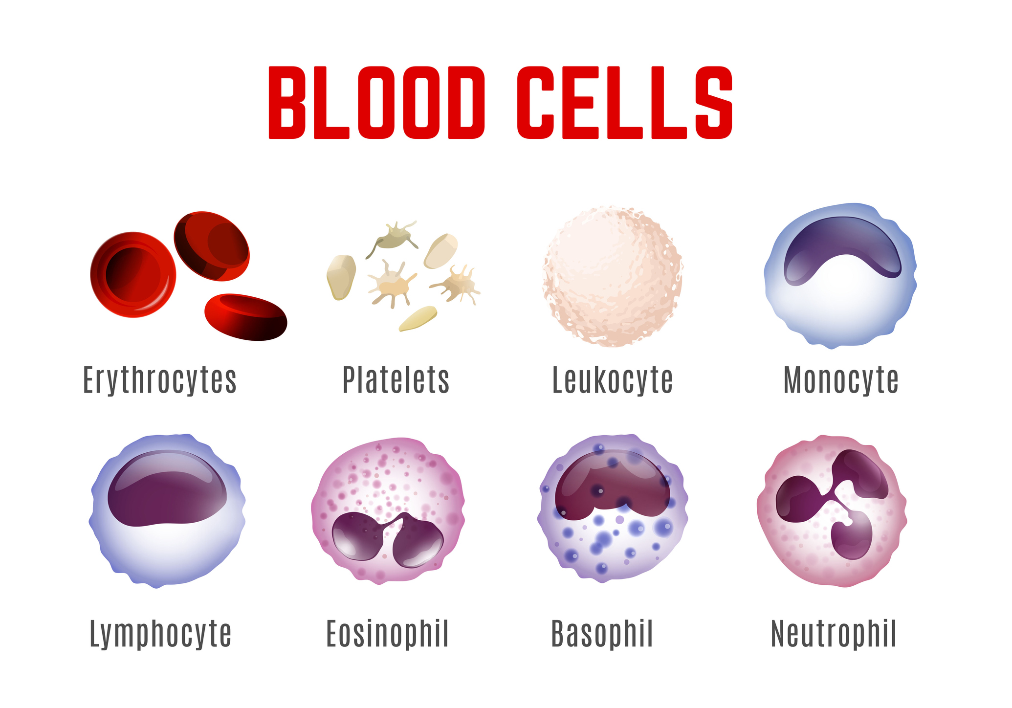 Vererakkude - erütrotsüüdid, trombotsüüdid, leukotsüüdid, monotsüüdid, lümfotsüüdid, eosinofiilid, basofiilid ja neutrofiilid - kuvamine.