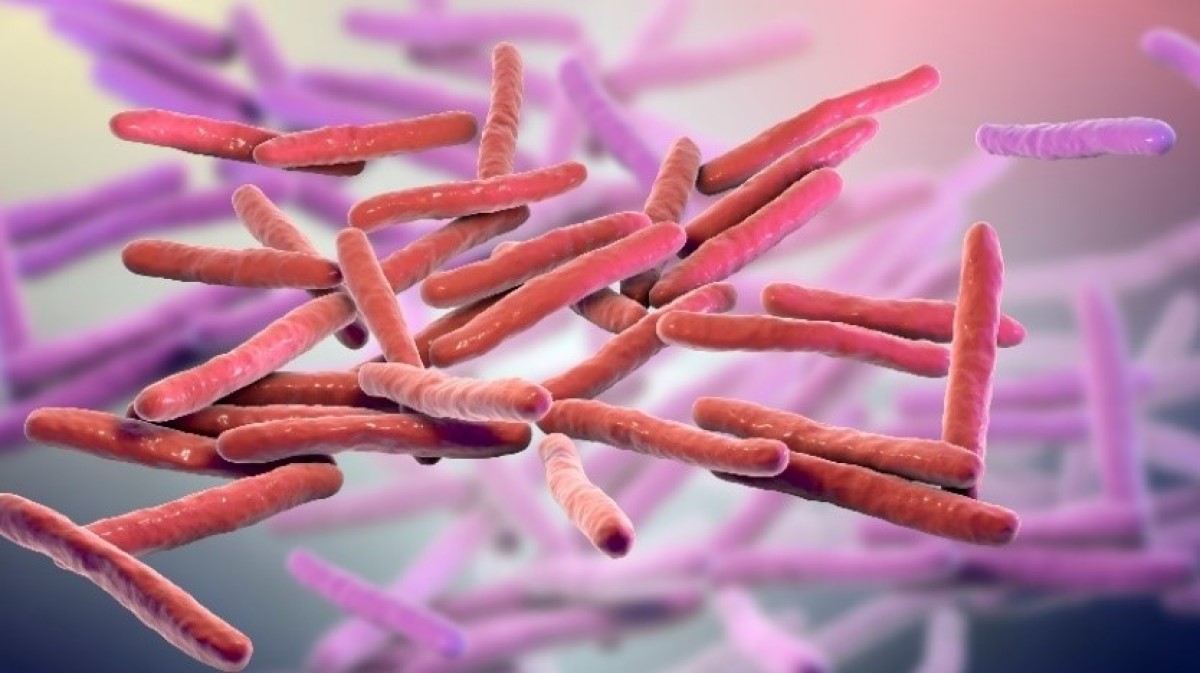 Mycobacterium leprae mikrokosmose (leprabakterid) 3D visualiseerimine