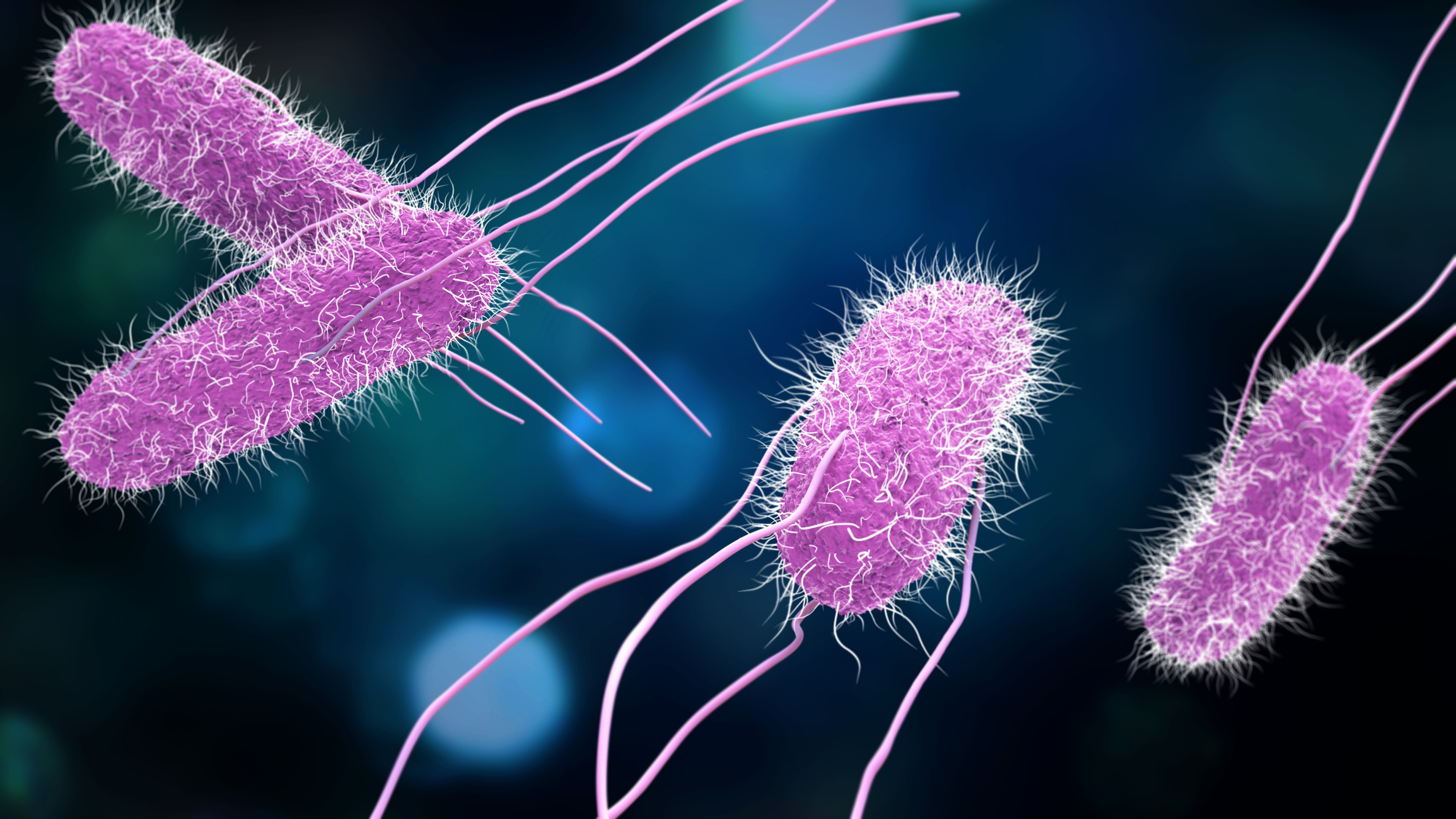 Salmonella 3D mudel