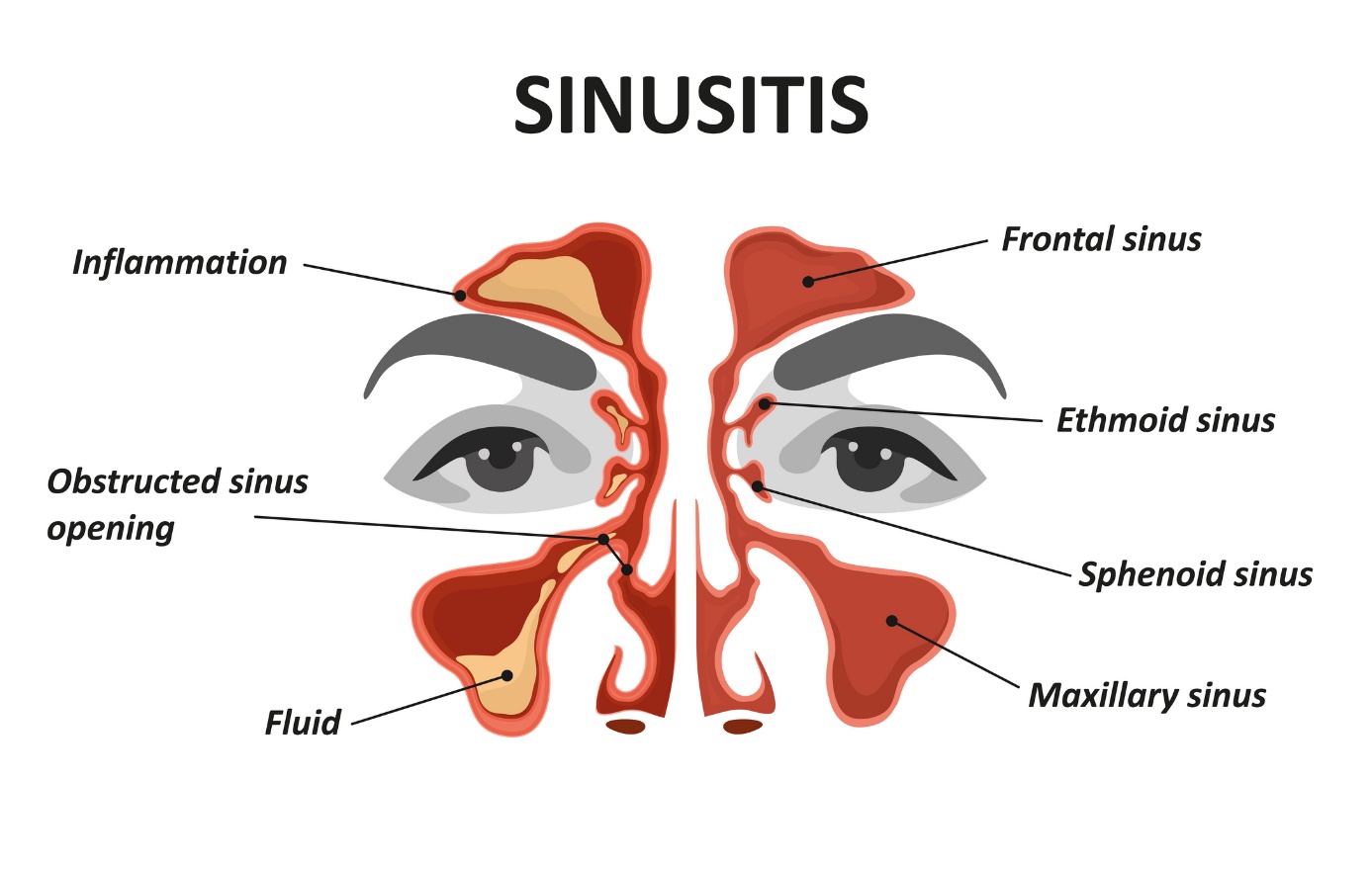 Sinusiidi ja sinusiidi animeeritud mudel/kujutis