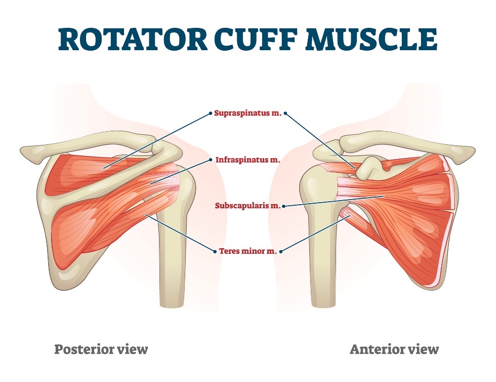 Rotator manseti lihased