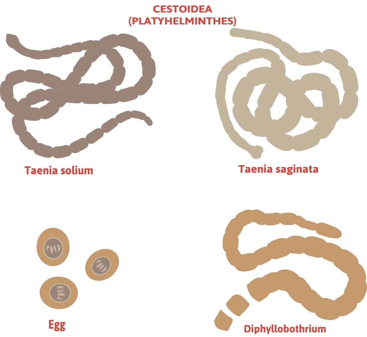 Taenia - paelusside jagunemine - Taenia solium (pikajalgne paeluss) + Taenia saginata (kaitsetu paeluss).