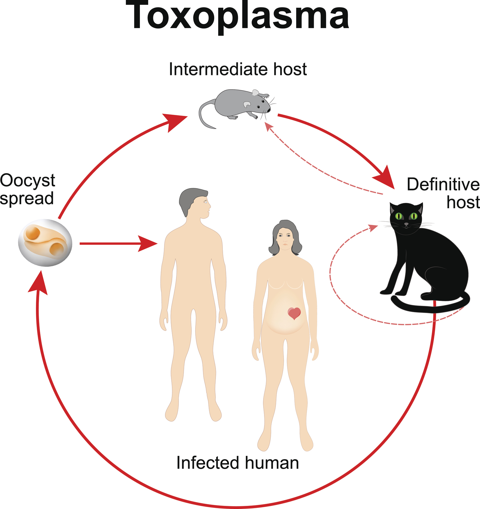 Toxoplasma gondii elutsükkel