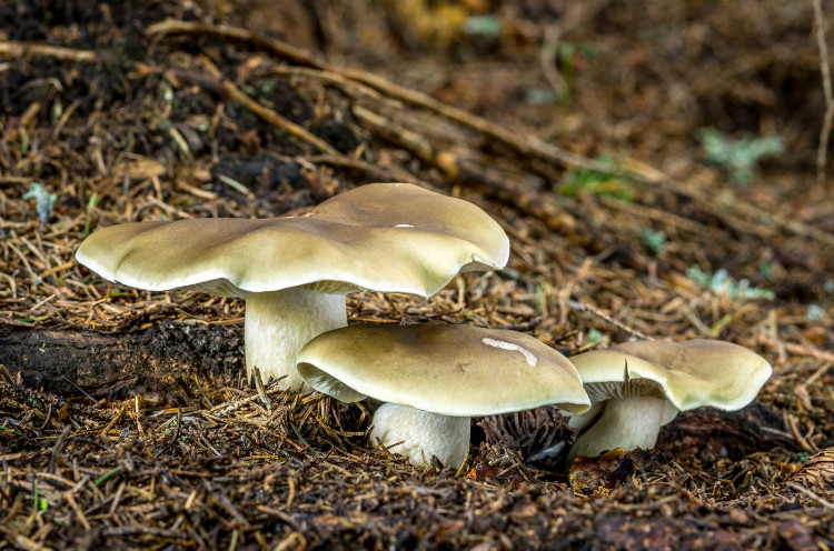 seebikarva metsas kuivades männiokstest