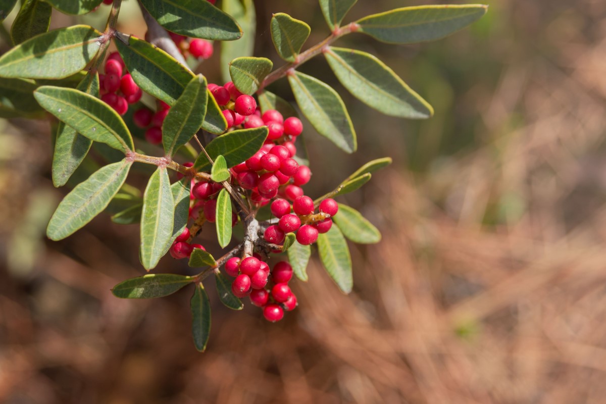 Pistacia mastix (P. lentiscus) on puuna või põõsana laialt levinud, eriti Vahemere rannikualadel.