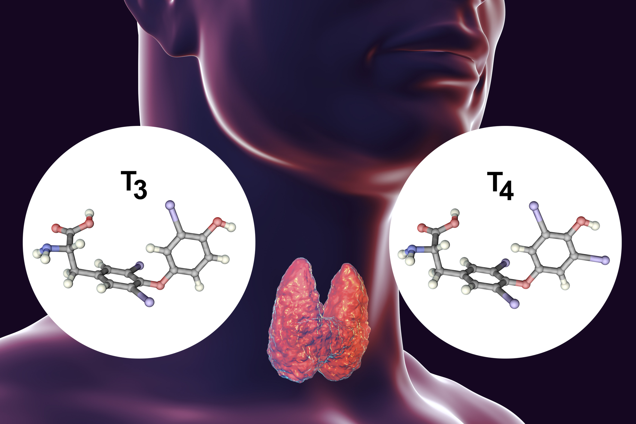 Kilpnääre on kilpnäärme hormoonide - türoksiini (T4) ja triiodtüroniini (T3) - tootja.