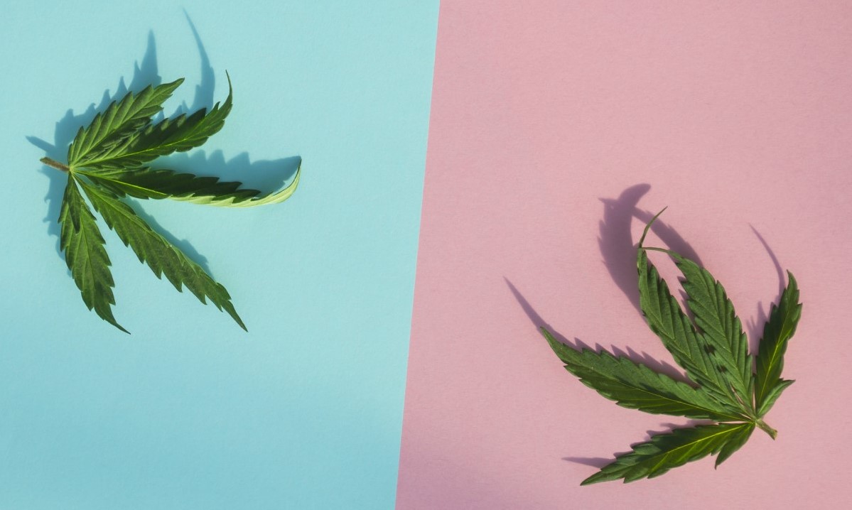 CBD versus THC versus üksteise, kaks lehte sinise ja roosa veerus