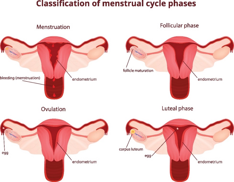 4 menstruaaltsükli faasi