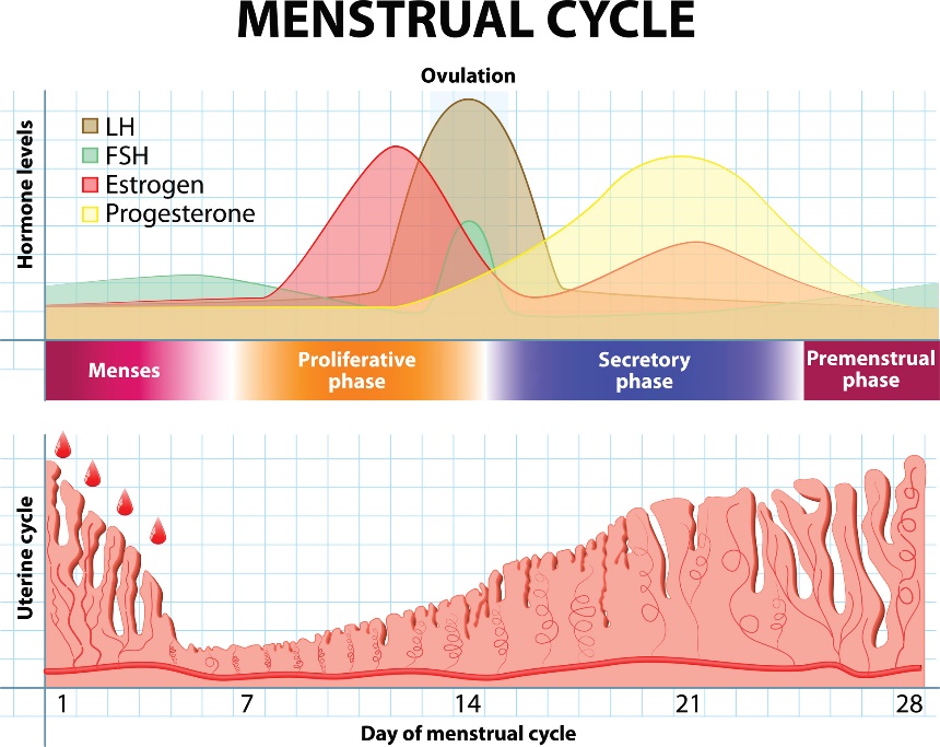 Menstruatsioonitsükkel ning hormoonide ja emaka limaskesta muutused aja jooksul.