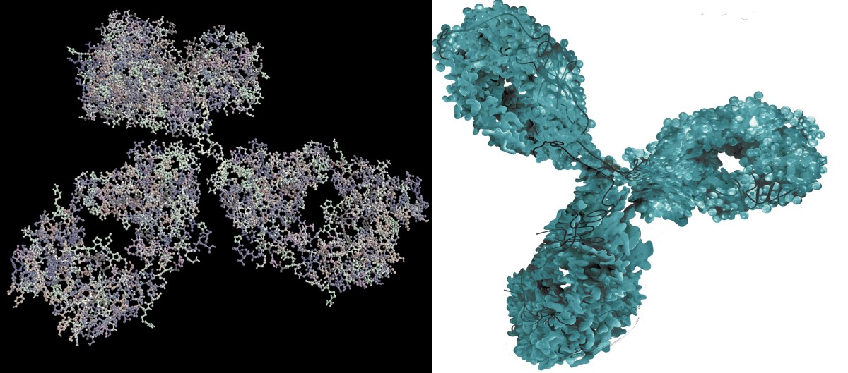 Monoklonaalse antikeha - bioloogilise ravimi molekulaarne kujutamine