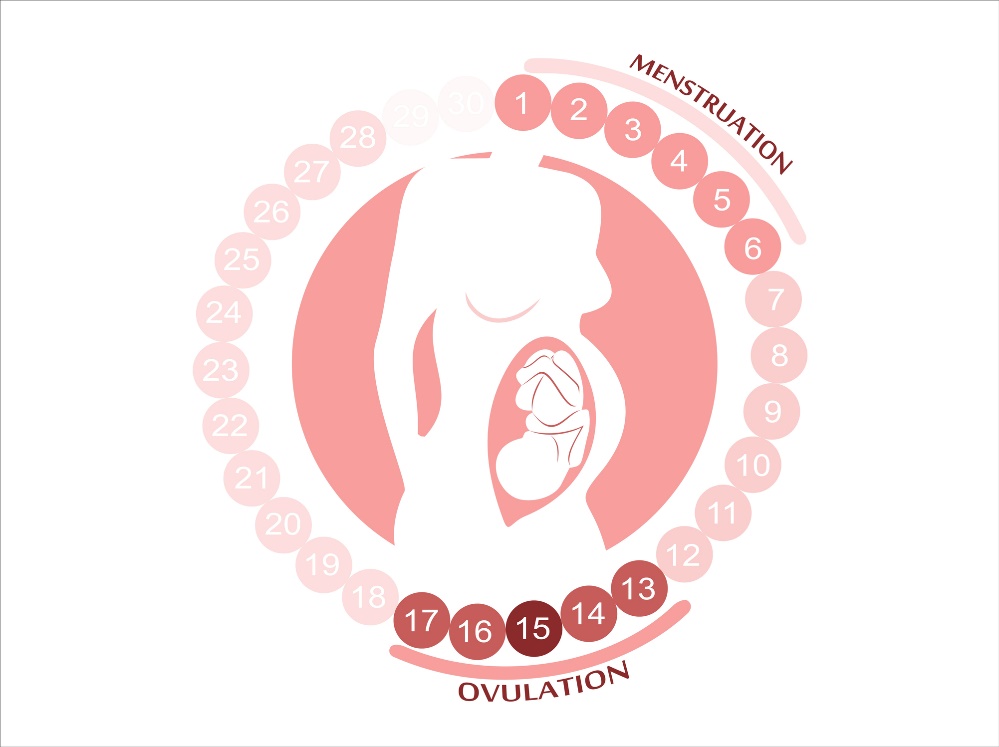 Naiste tsükkel: menstruatsioon, ovulatsioon ja viljakad perioodid