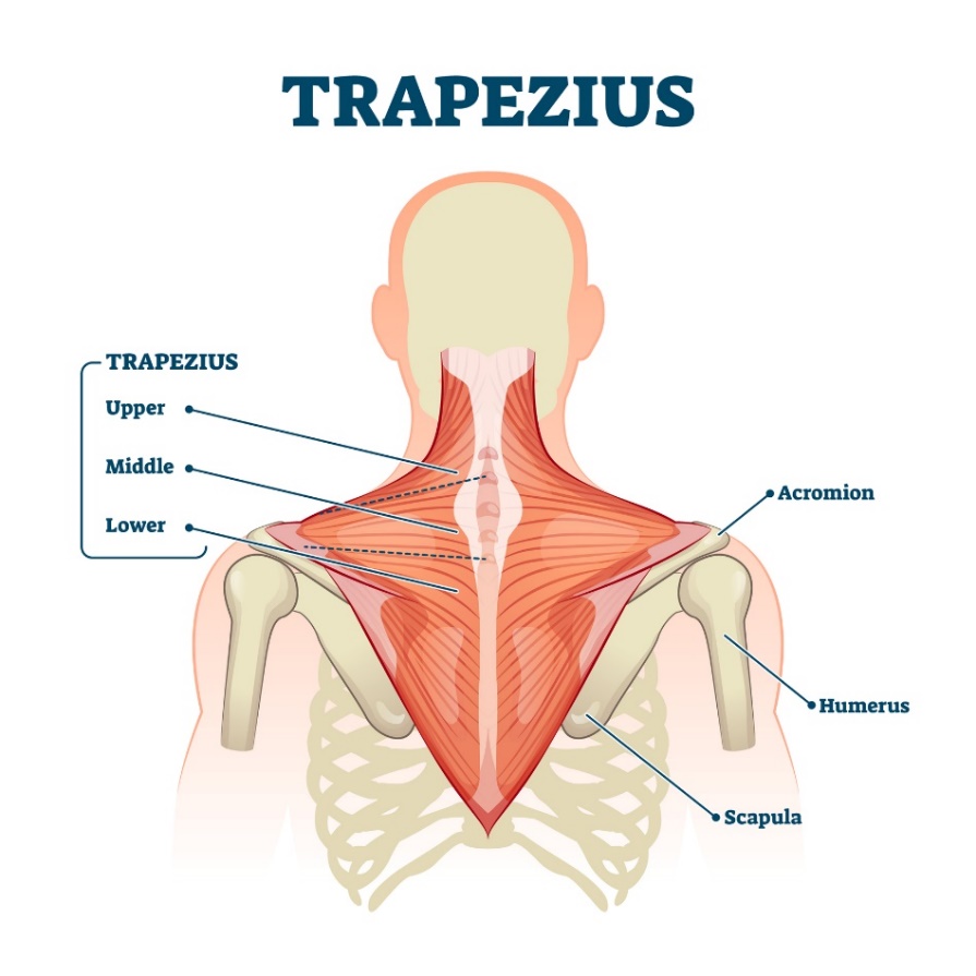 Trapetsilihas (musculus trapezius) - lihase ülemine, keskmine ja alumine kiud. Acromion (õlaliigese kohal olev lapaluu protsess, Humerus - õlaluu, Scapula - labaluu).