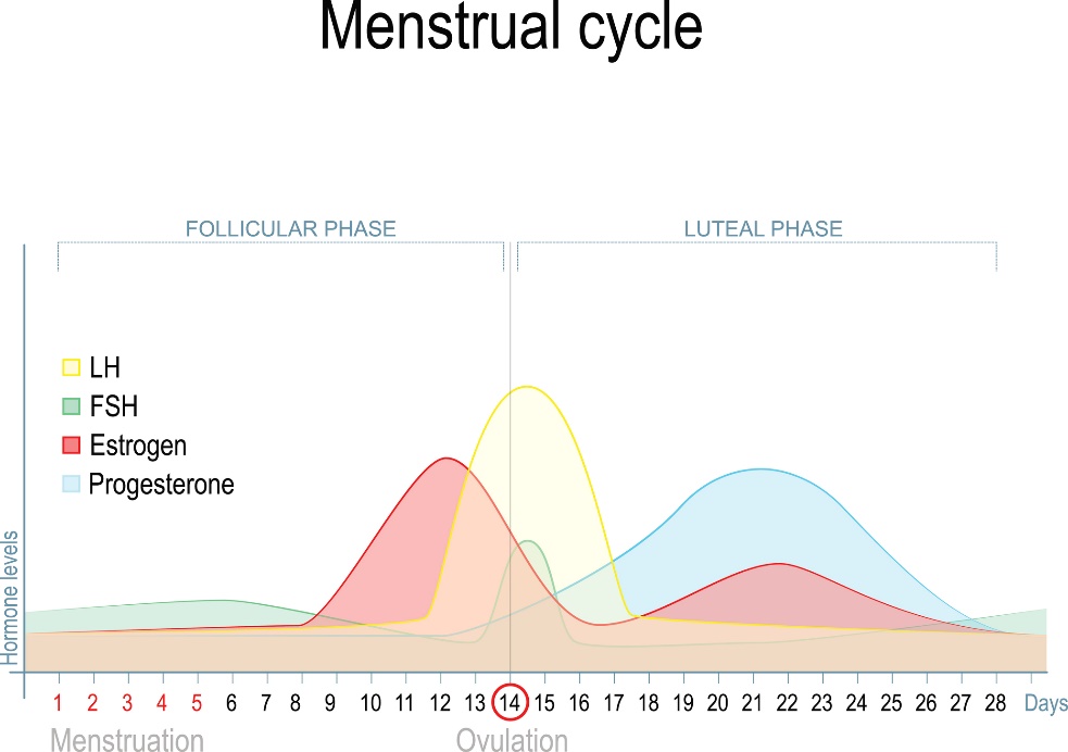 Suguhormoonide taseme muutus menstruaaltsükli ajal