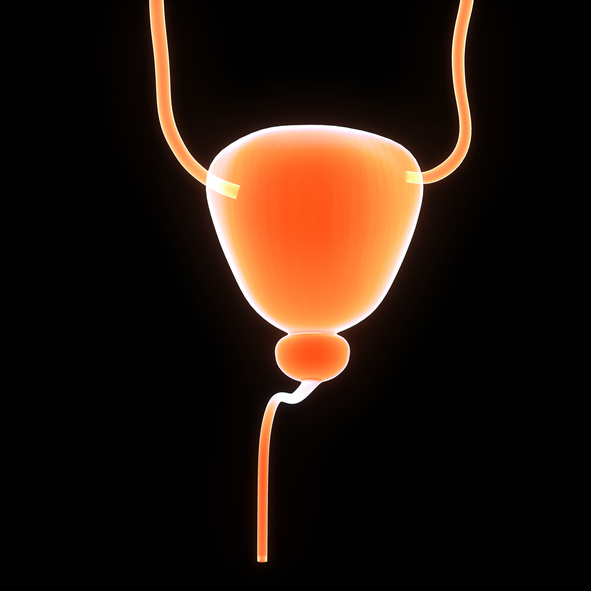 kuseteede süsteem, ureters, põis, eesnääre, uretra