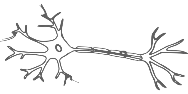 närvirakk, neuron