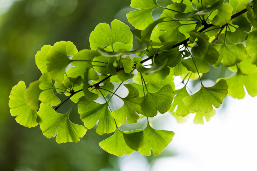 Ginkgo biloba: Millised on selle soovitavad ja soovimatud mõjud? Kas see soodustab mälu?