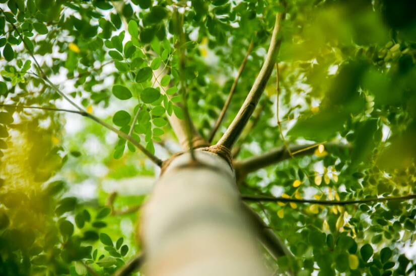 Moringa oleifera: Kas te tunnete seda söödavat puud? Millised on moringa mõju?