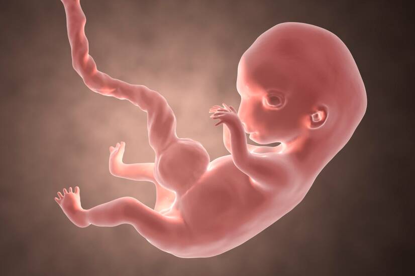 Embrüo 8. rasedusnädalal. Allikasfoto: Getty Images