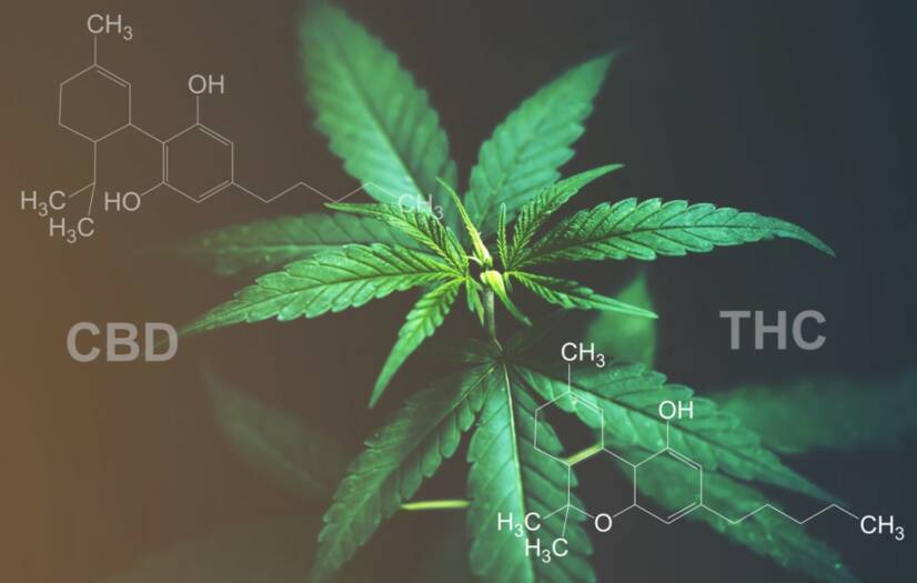 CBD versus THC: Kas te teate mõju ja kasutusalade erinevust?