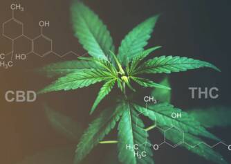 CBD versus THC: Kas te teate mõju ja kasutusalade erinevust?